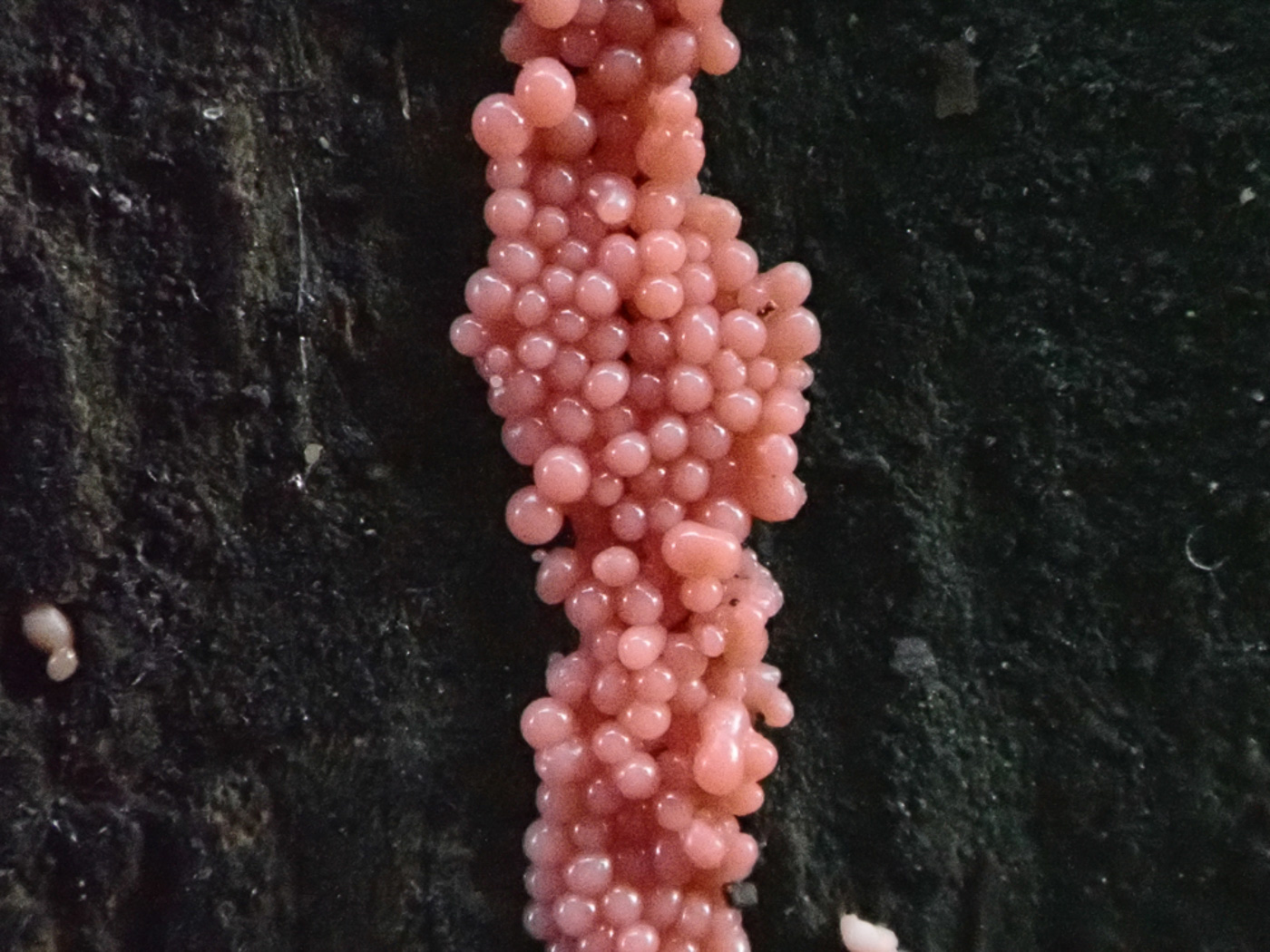 Photo © Sarah Ebdon Heterotrichia ferruginea by Sarah Ebdon